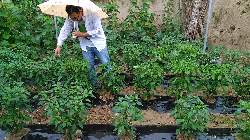 4%赤黴酸乳油在辣椒上的藥效試驗(圖2)