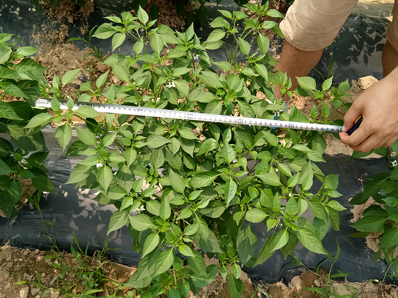 4%赤黴（méi）酸乳油在辣椒上的藥（yào）效試驗(圖3)