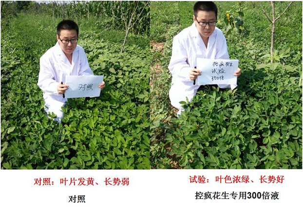 “控瘋（fēng）”花（huā）生專用產品的試驗（yàn）報告（gào）(圖1)