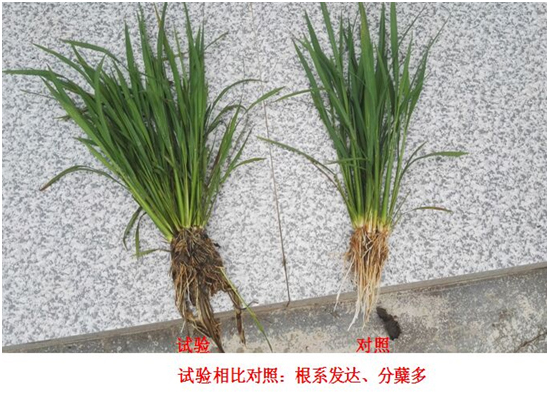 【試驗示範（fàn）】“控瘋”水稻專用產品(圖（tú）1)