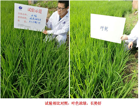 【試（shì）驗示範（fàn）】“控瘋”水稻專（zhuān）用產品(圖2)