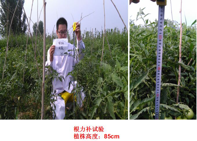 根力補衝（chōng）施肥在番茄上的試驗（yàn）報（bào）告(圖2)