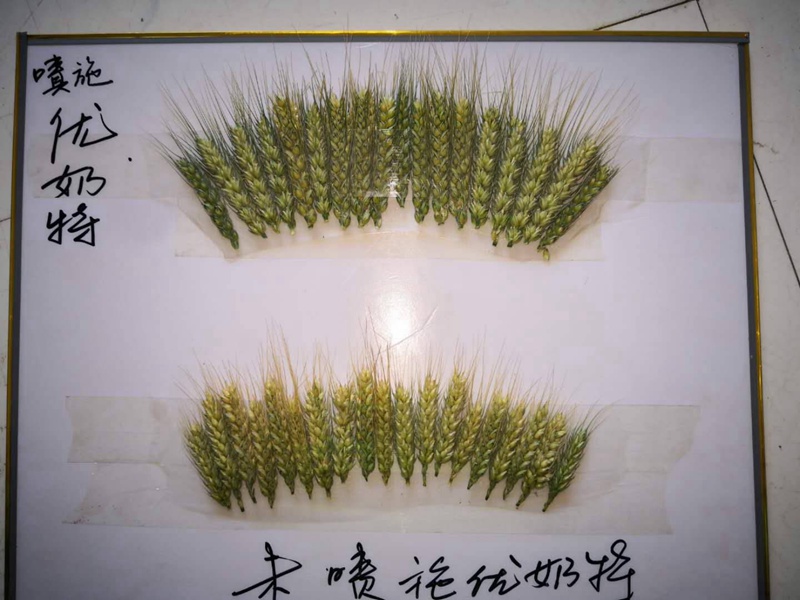 优奶（nǎi）特（tè）现（xiàn）场测产观摩会(图1)