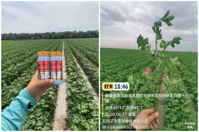 棉花用了控（kòng）爾豐，控旺增產真輕鬆(圖3)