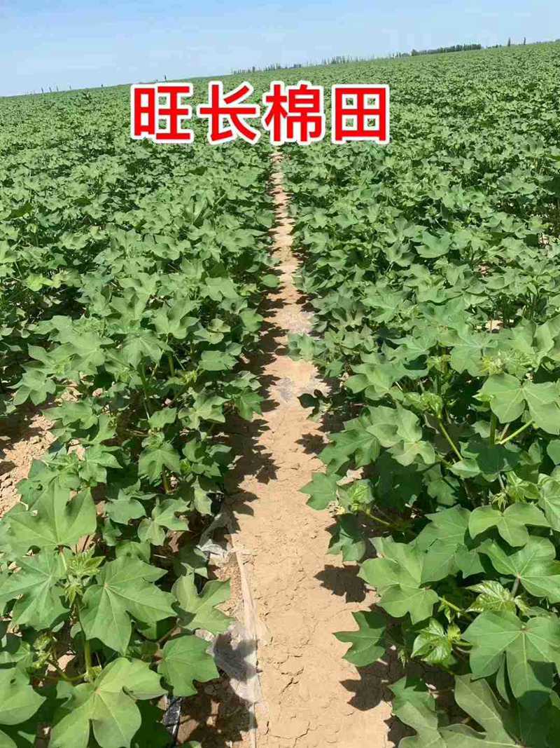 棉花用了控爾豐，控旺增產真輕鬆（sōng）(圖6)