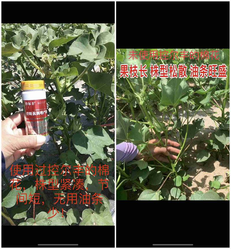 棉花用（yòng）了控爾（ěr）豐，控旺增產真輕鬆(圖7)