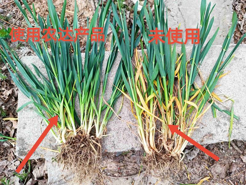 深入田間，探究（jiū）效果---卑詩▪壯在小麥上（shàng）的效果回訪(圖2)