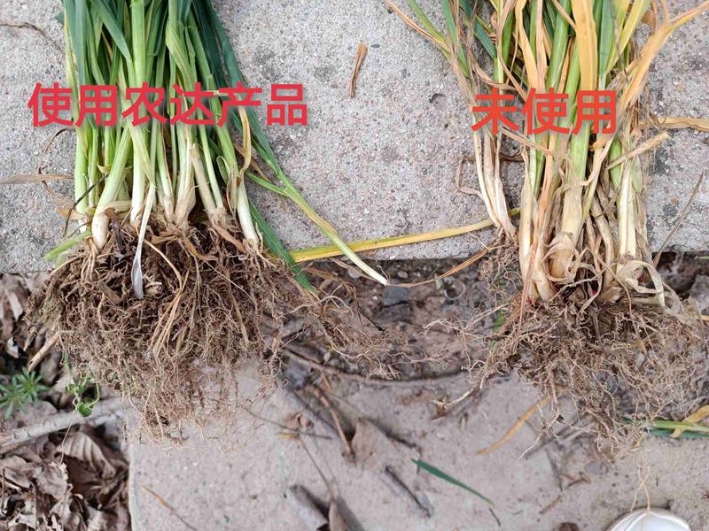 深入田間，探究效果---卑詩▪壯在小（xiǎo）麥上的效果回訪(圖3)