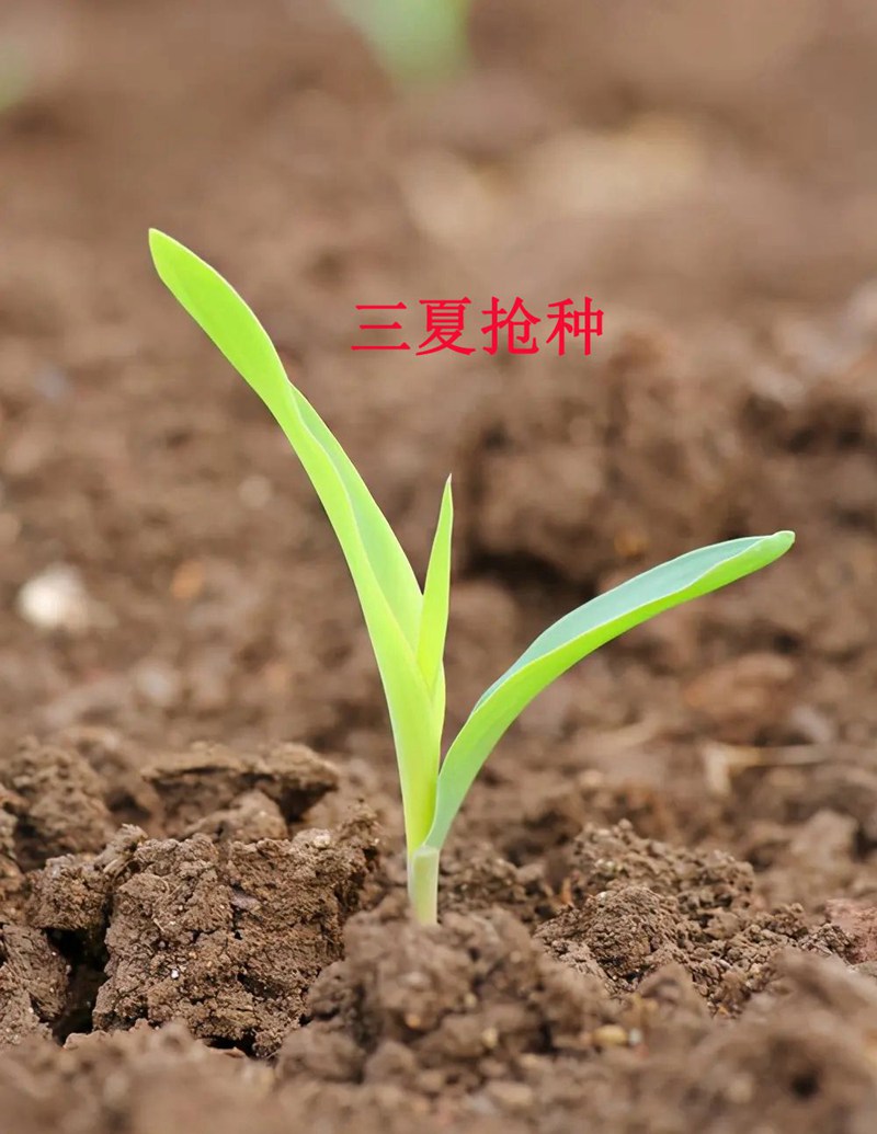 科技（jì）植保-夏秋作（zuò）物種植要點(圖1)