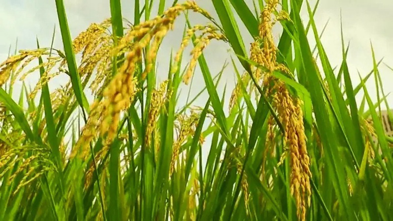 7月份（fèn）水稻田間管理要點(圖1)