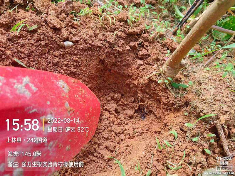 麻豆精品生根產品試驗(圖2)