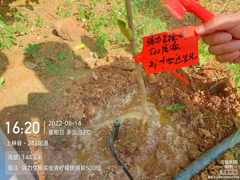 麻豆精品生根產品試驗(圖3)