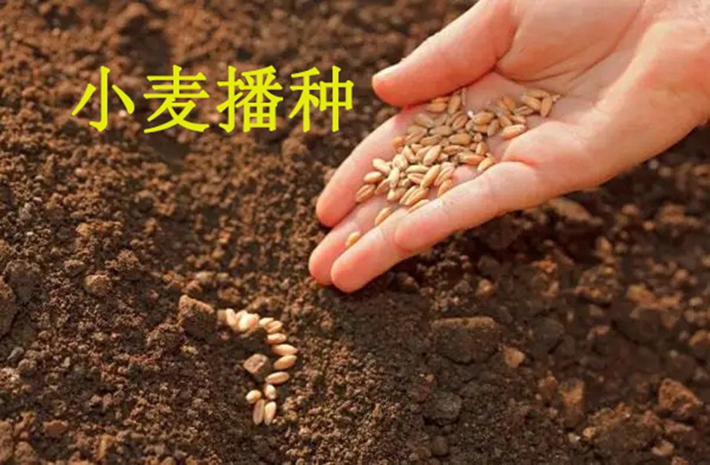 植保知識（shí）——冬小麥播種五大關鍵技術(圖1)