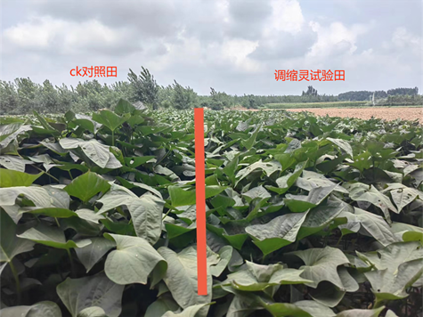 麻豆精品調縮（suō）靈在紅薯上的控旺效果(圖1)