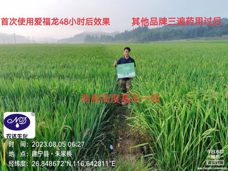 農大920水稻製種效果（guǒ）(圖1)