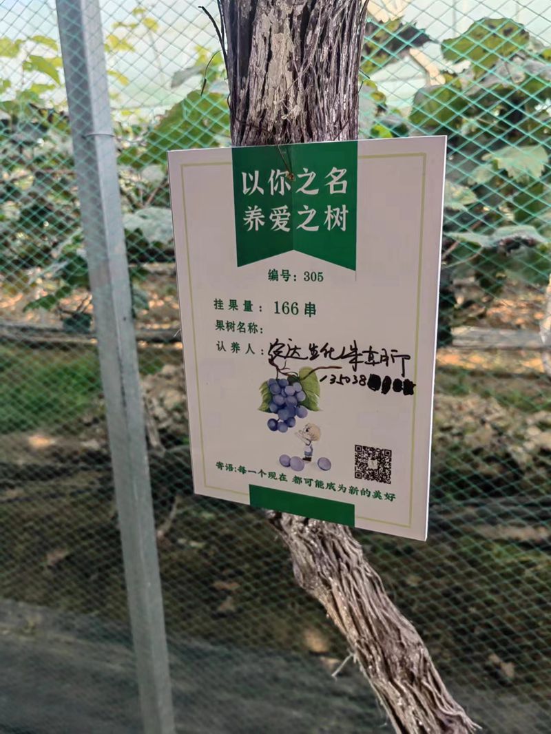 麻豆精品開展（zhǎn）陽光玫瑰采摘節活動(圖3)