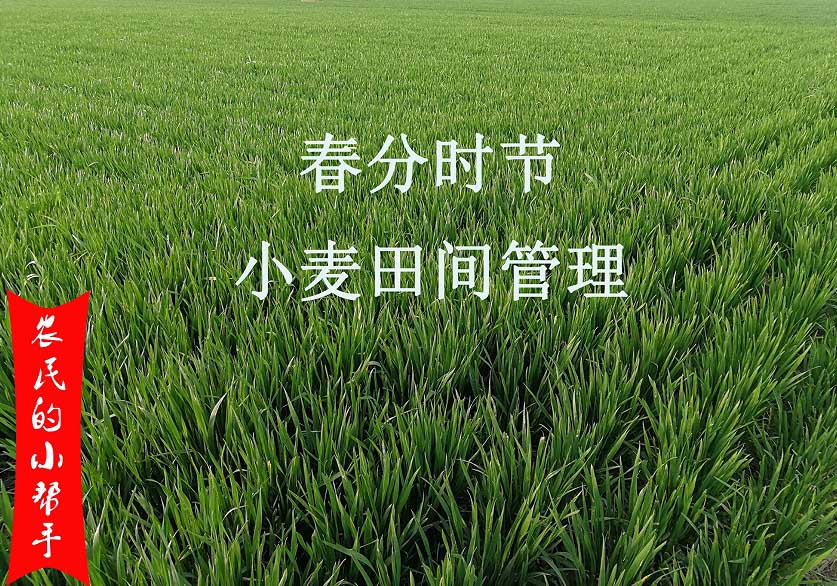 4月份小（xiǎo）麥田間管理要點(圖1)