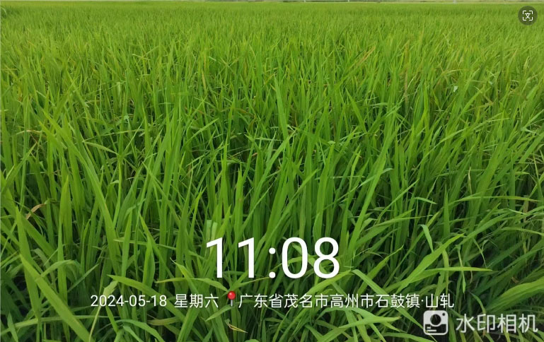 胖丫-大量元素水溶肥在水稻（dào）上的效（xiào）果(图2)