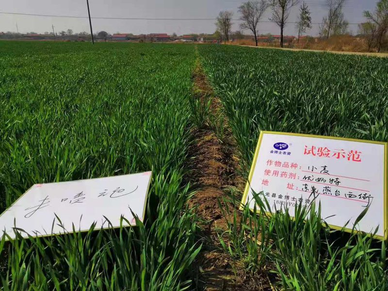 小麥已進入（rù）打包（bāo）抽穗發育階段 提質增產防病防蟲（chóng）已經開始啦(圖（tú）1)