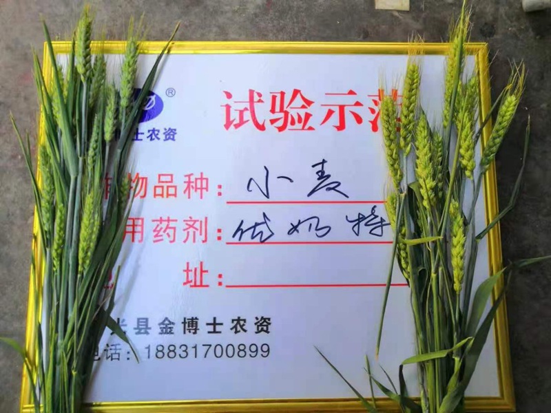 小麥已進入打包抽穗（suì）發育階段 提質增產防（fáng）病防蟲已經開（kāi）始啦(圖（tú）2)