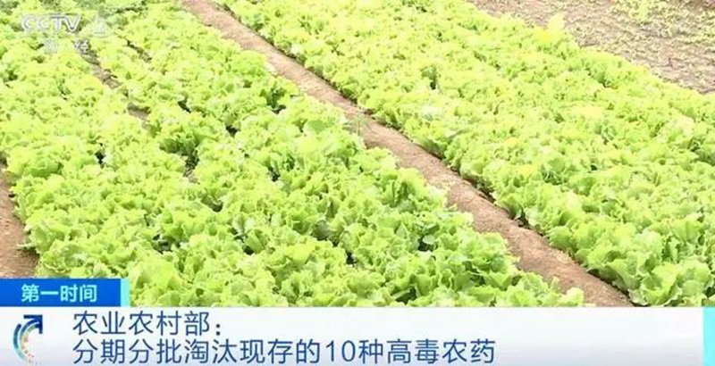 農業（yè）農村部：3年內淘汰這10種高毒（dú）農藥， 重點治理豇（jiāng）豆、韭菜、芹菜農殘超標(圖1)