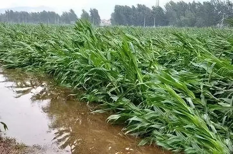 暴雨過後，應做好（hǎo）這些事！(圖2)