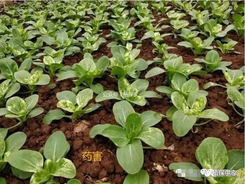 農藥成分和含量一模(mó)一樣,為(wéi)啥效(xiào)果差別那麽大?(圖4) 農藥成(chéng)分和含(hán)量一模一樣,為啥效果差別那麽大?(圖4)