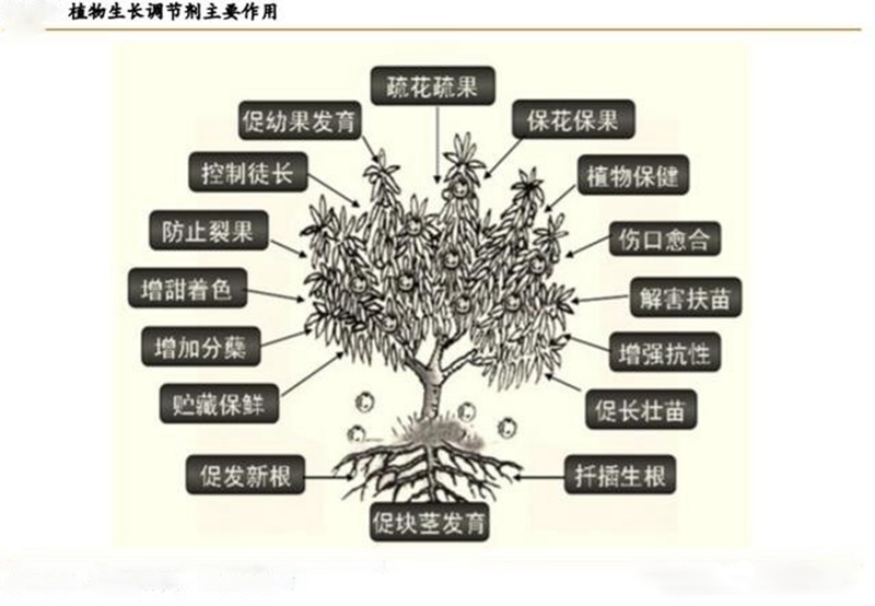 植（zhí）物生長調節劑（jì）的（de）功效與用法(圖（tú）1)