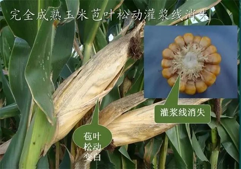今年小麥要晚（wǎn）種，玉米要晚收！(圖（tú）1)