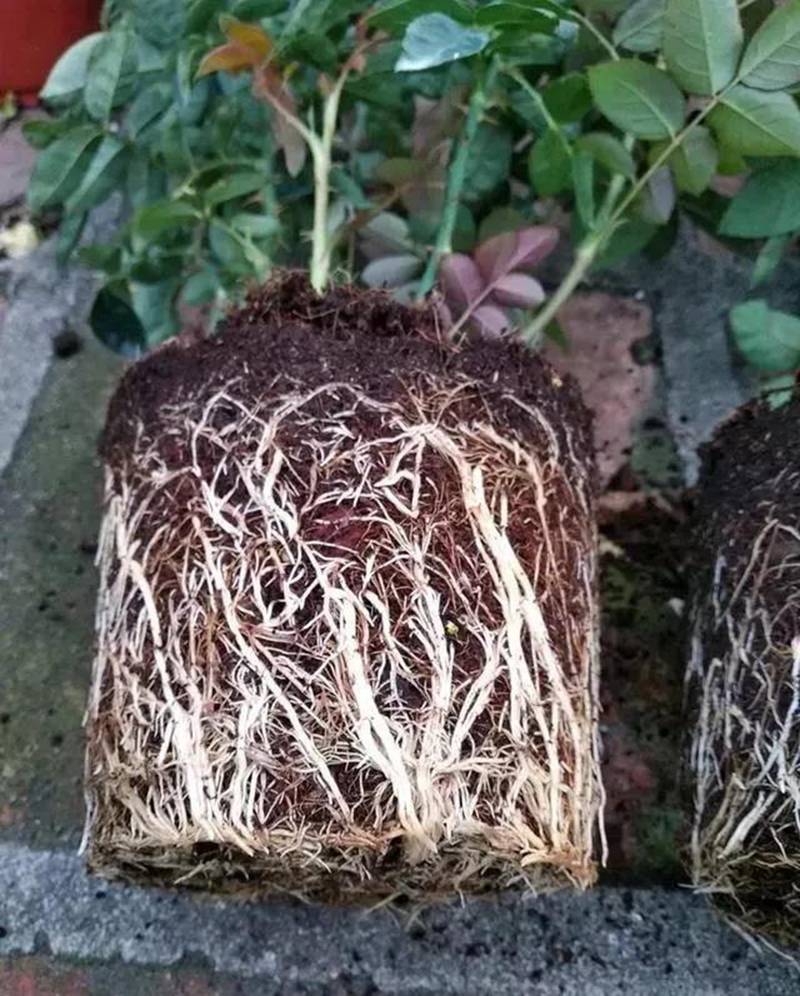 根是植物的命，抓住這幾點，根係粗（cū）壯、四通發達(圖1)