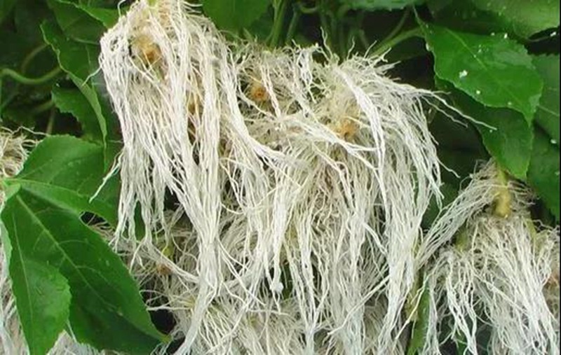 根是植物的命，抓住這幾點，根係粗壯、四通發達(圖2)